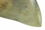 Serrated, Fossil Megalodon Tooth - Indonesia #279195-3